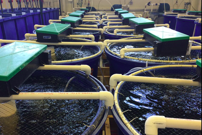 用于養(yǎng)殖場污水處理的新工藝,預(yù)計(jì)可降低28%運(yùn)營成本01 用于養(yǎng)殖場污水處理的新工藝,預(yù)計(jì)可降低28%運(yùn)營成本01