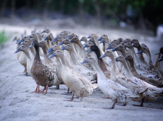 農(nóng)村養(yǎng)殖戶如何低成本有效處理污水,這兩種做法你應該知道! 農(nóng)村養(yǎng)殖戶如何低成本有效處理污水,這兩種做法你應該知道!