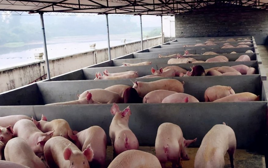 養豬污水處理設備包含哪些，教你選購適合的養殖污水處理設備