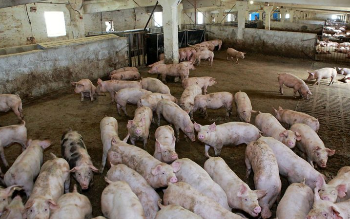 處理養(yǎng)豬污水場(chǎng)設(shè)備，可以有效處理養(yǎng)豬場(chǎng)高濃度廢水